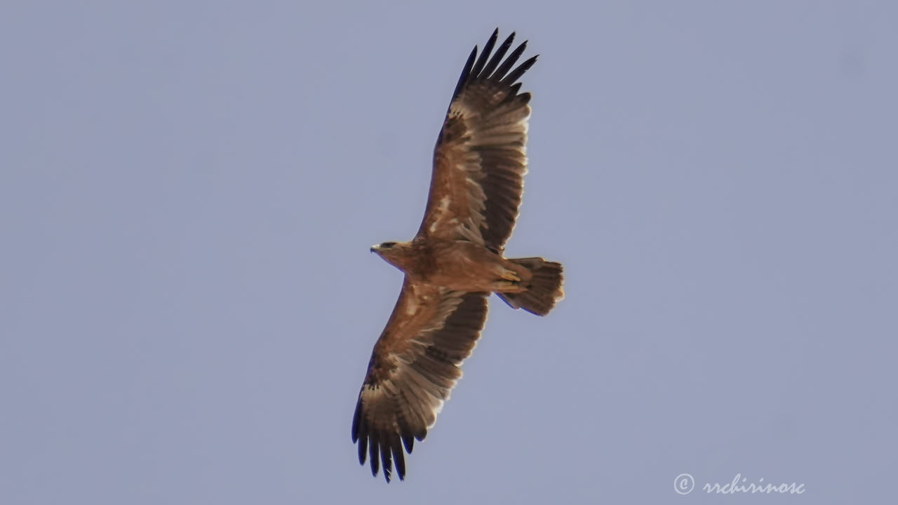 Spanish imperial eagle