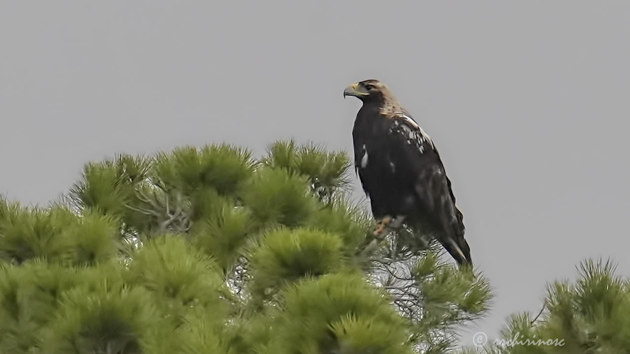 Spanish imperial eagle