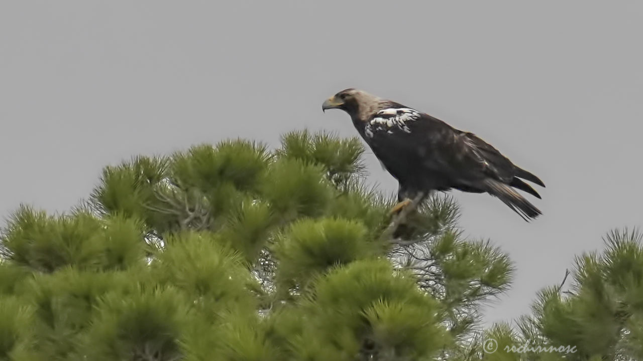 Spanish imperial eagle