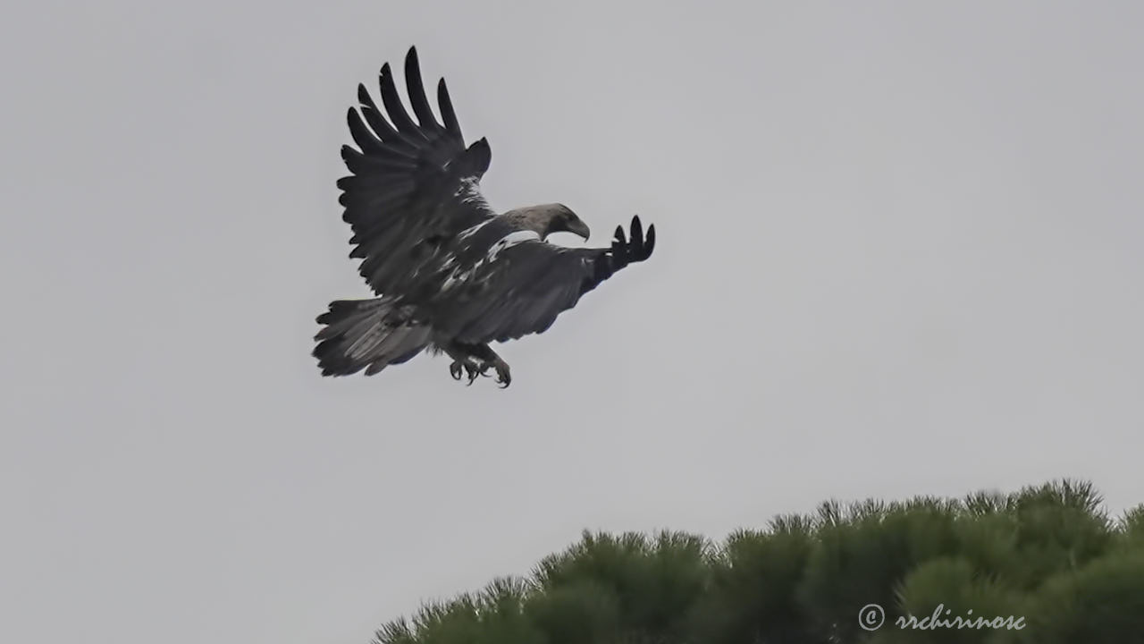 Spanish imperial eagle