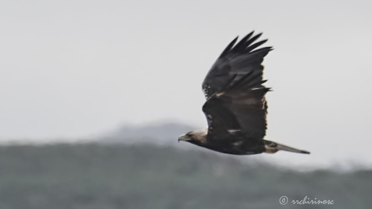 Spanish imperial eagle