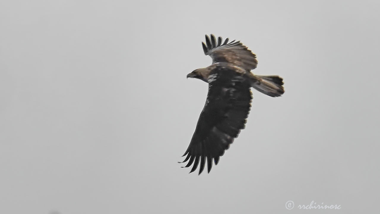 Spanish imperial eagle