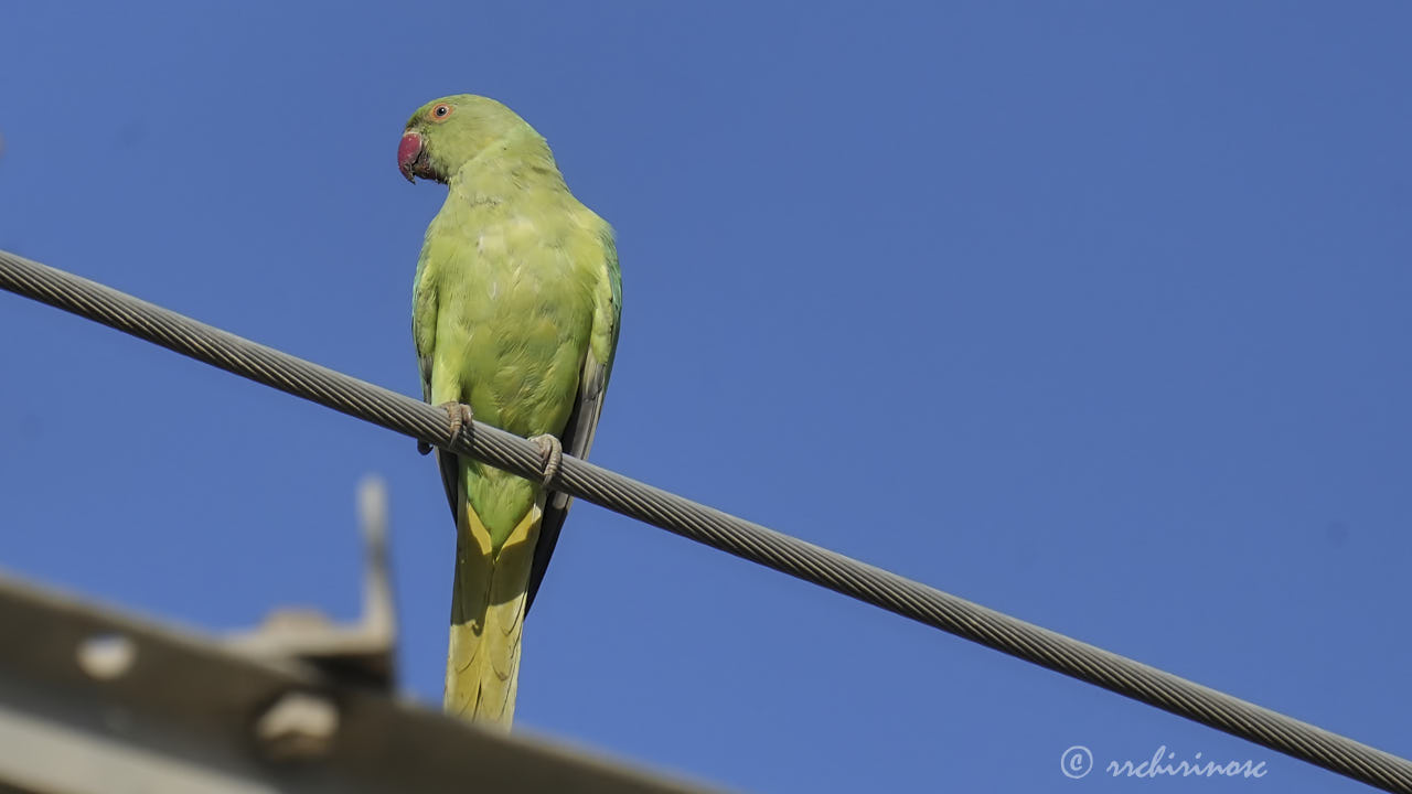 Rose-ringed parakeet