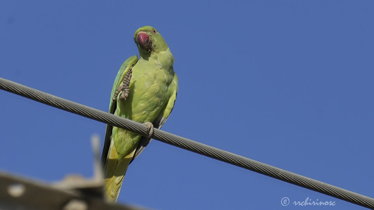 Rose-ringed parakeet