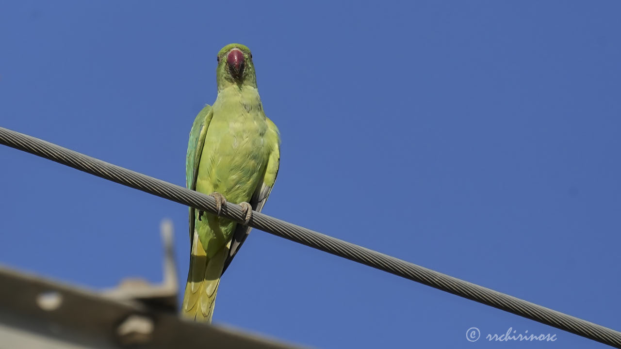 Rose-ringed parakeet