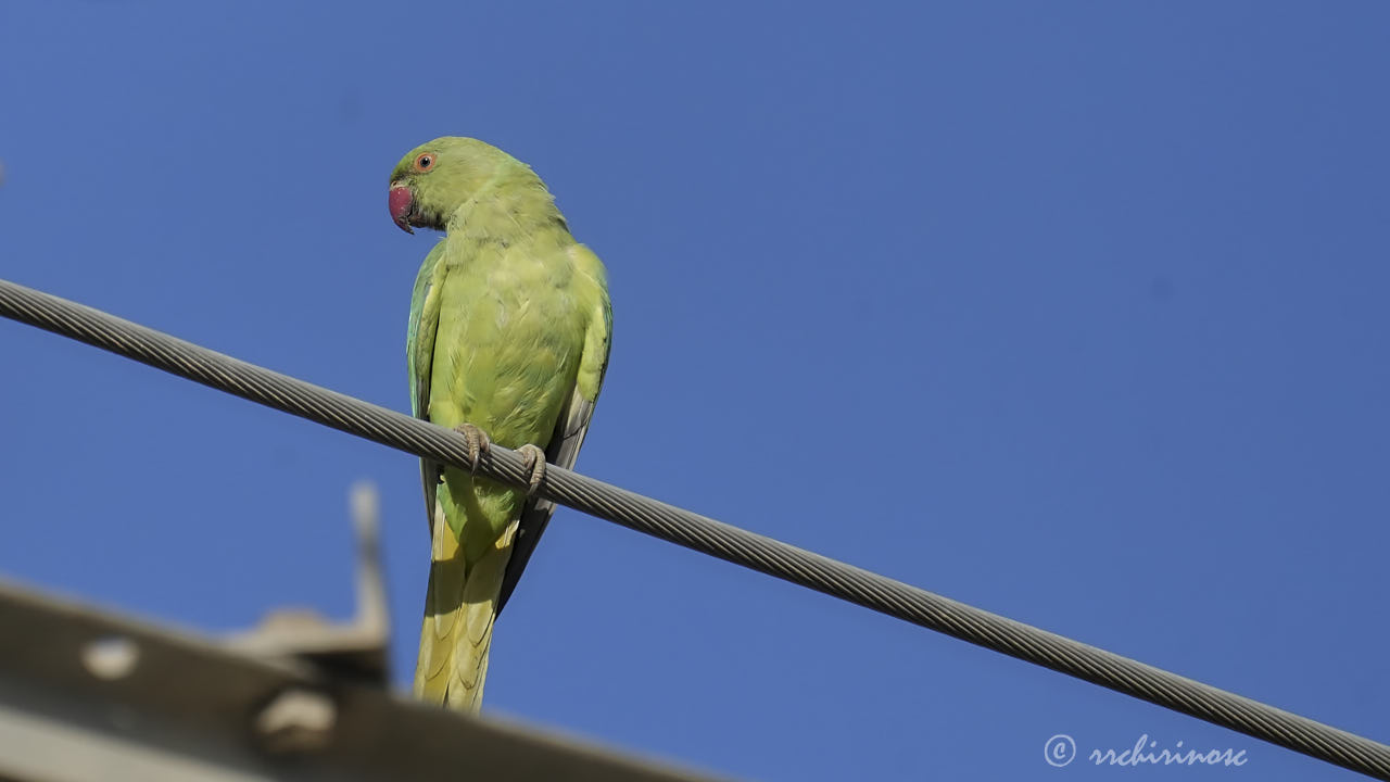 Rose-ringed parakeet