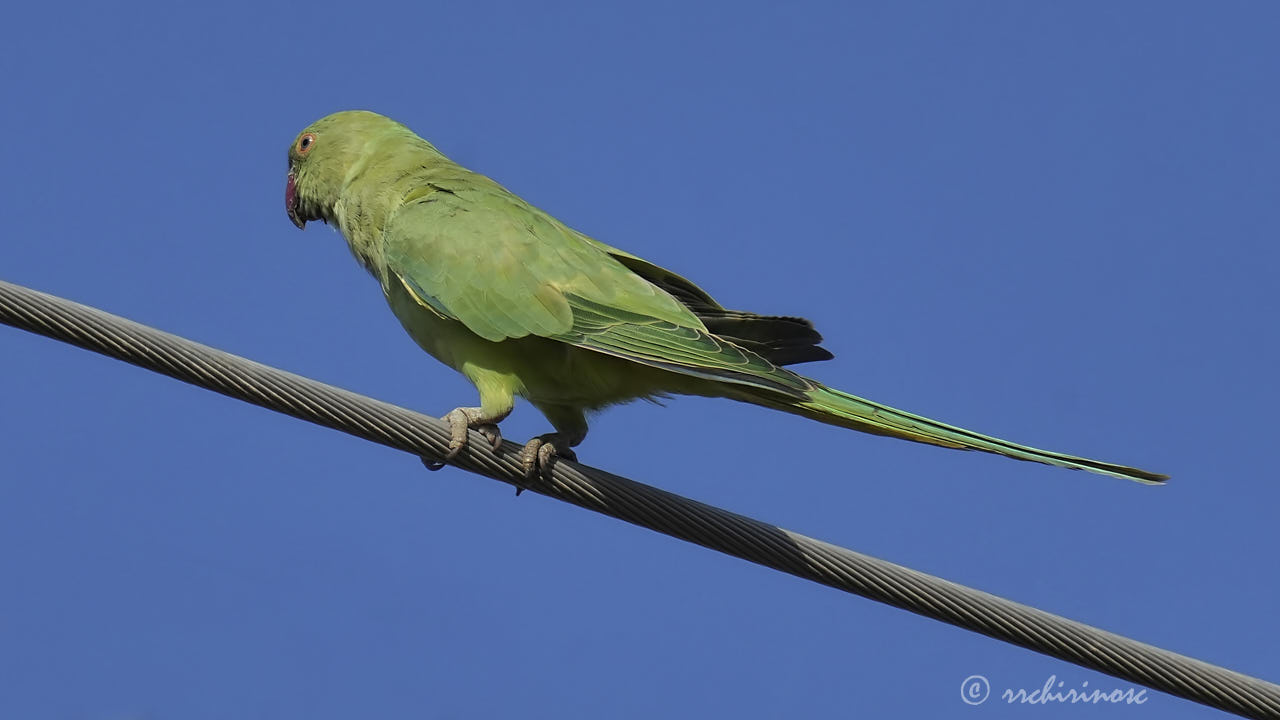 Rose-ringed parakeet