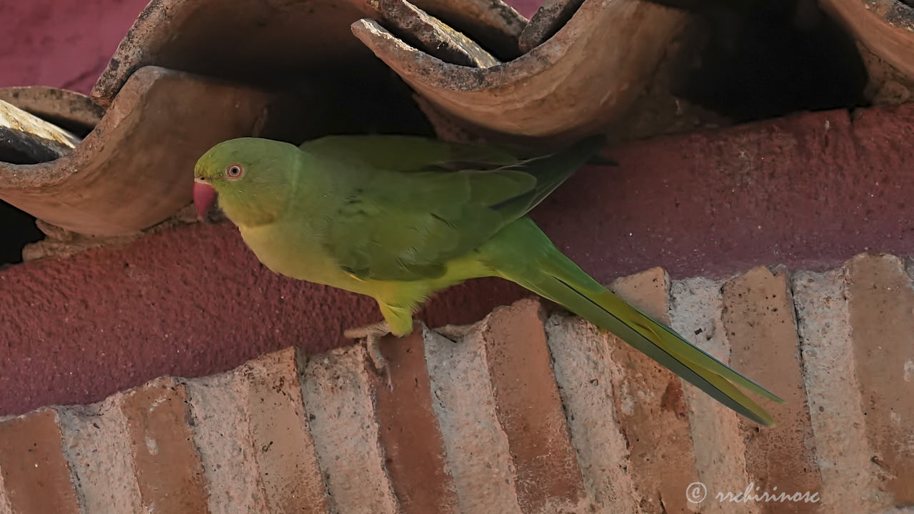 Rose-ringed parakeet