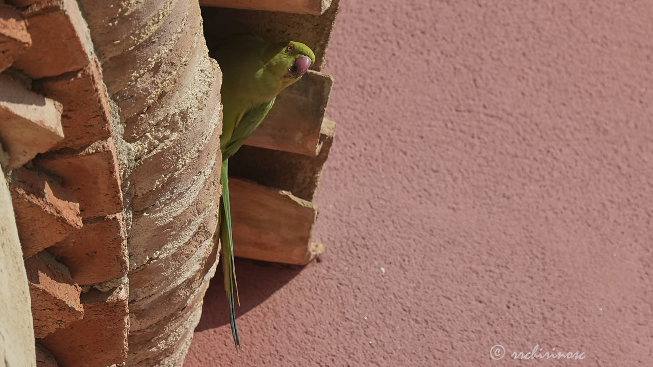 Rose-ringed parakeet