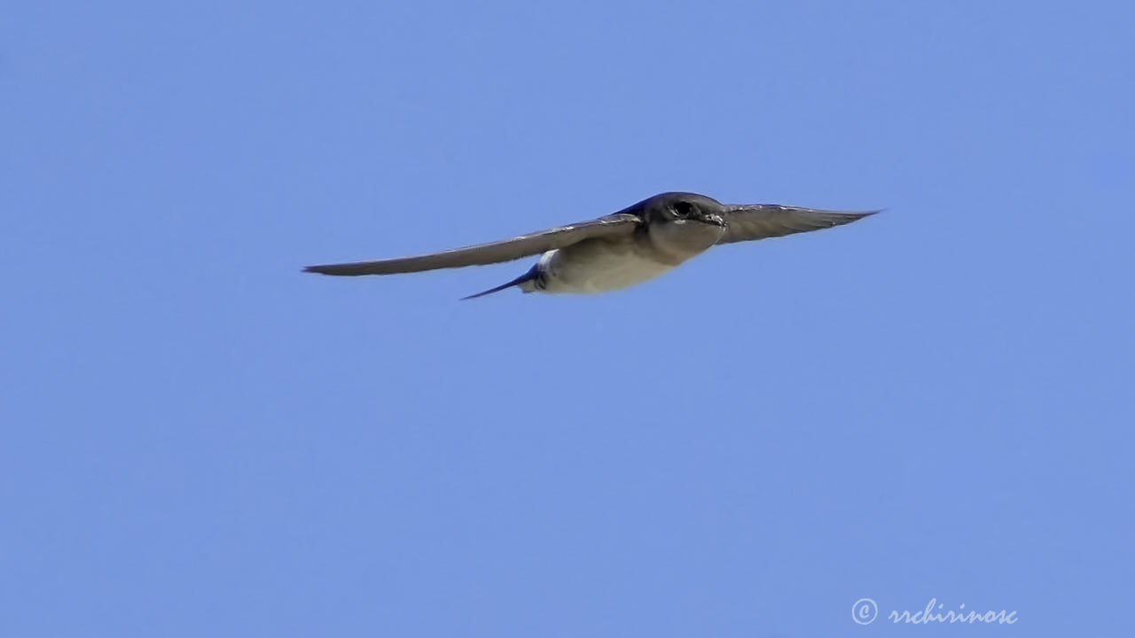 Western house-martin