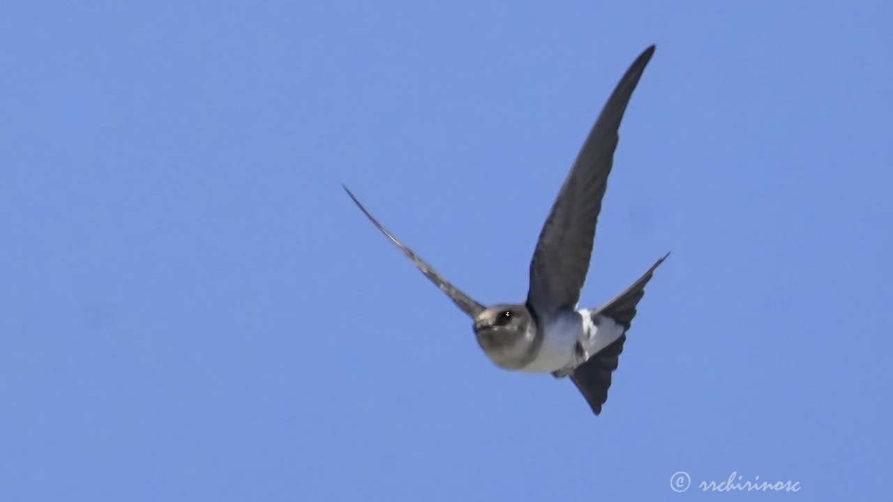 Western house-martin