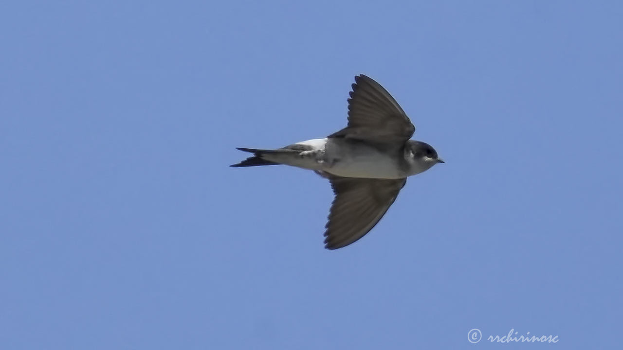 Western house-martin