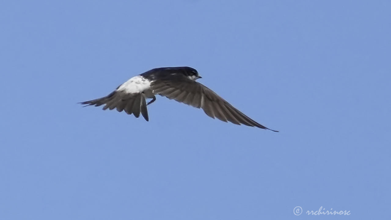 Western house-martin