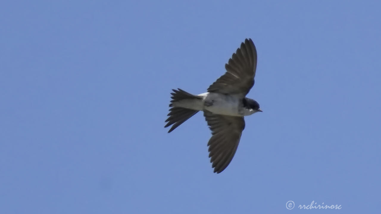 Western house-martin