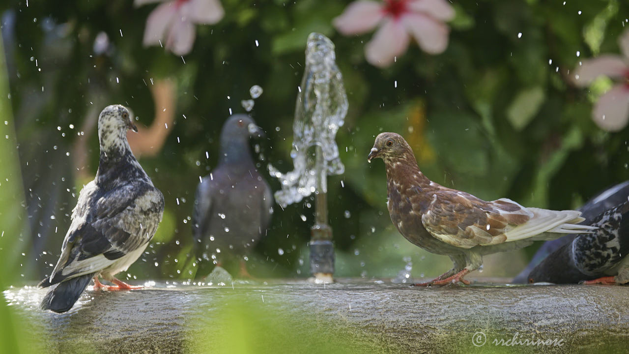 Feral pigeon