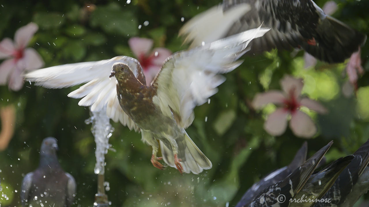 Feral pigeon