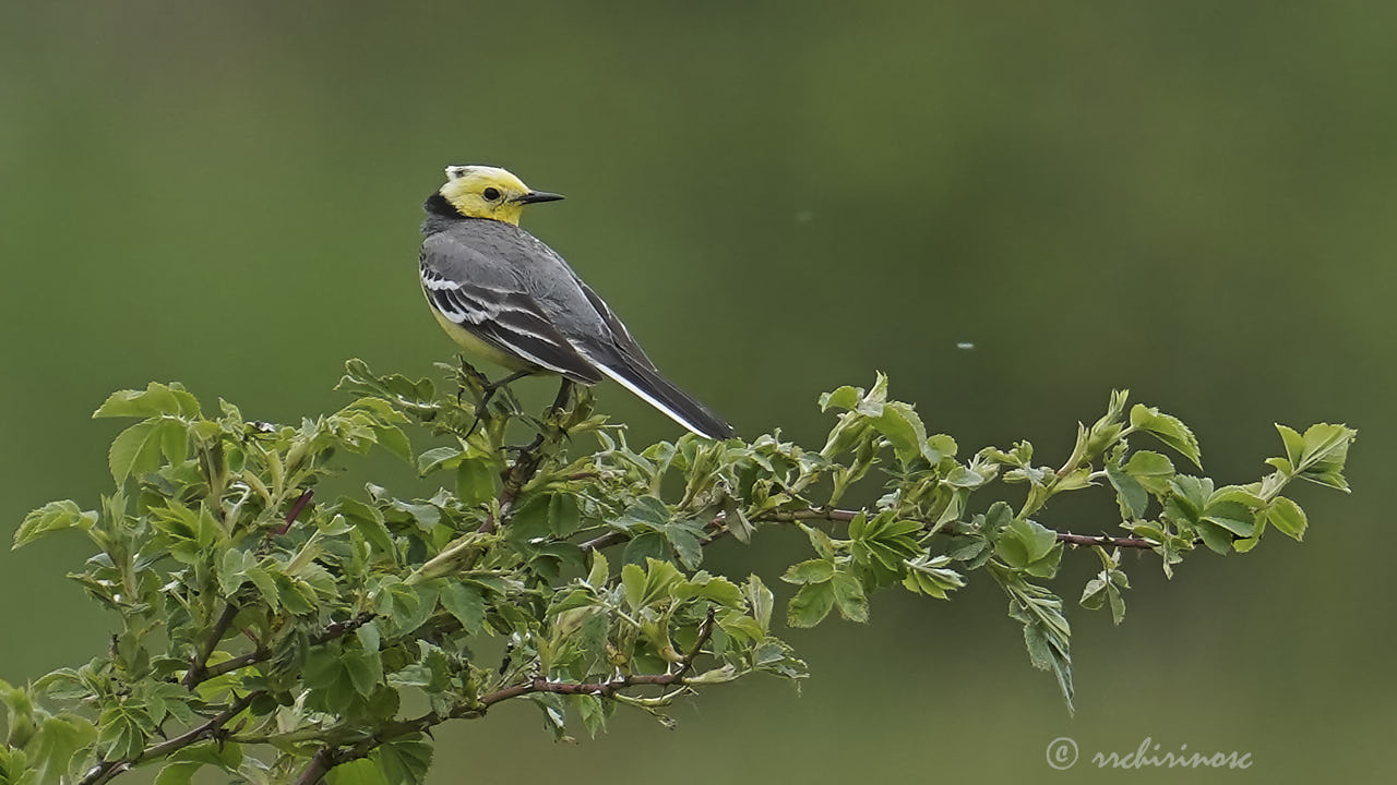 Citrine wagtail