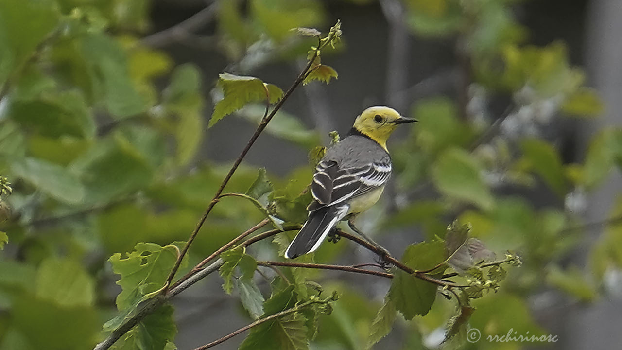 Citrine wagtail