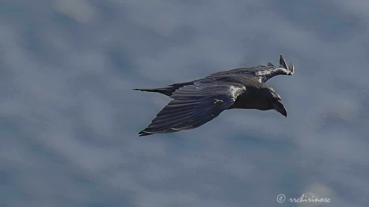 Carrion crow