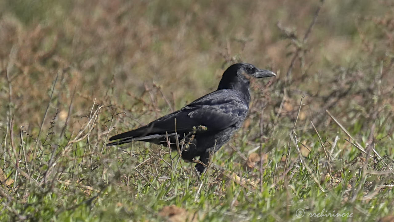 Carrion crow