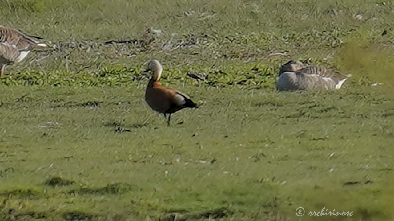 Ruddy shelduck