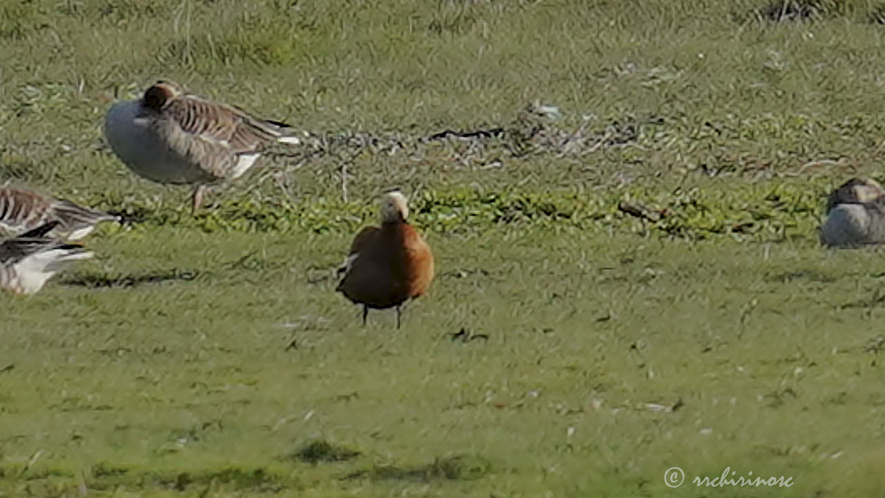 Ruddy shelduck