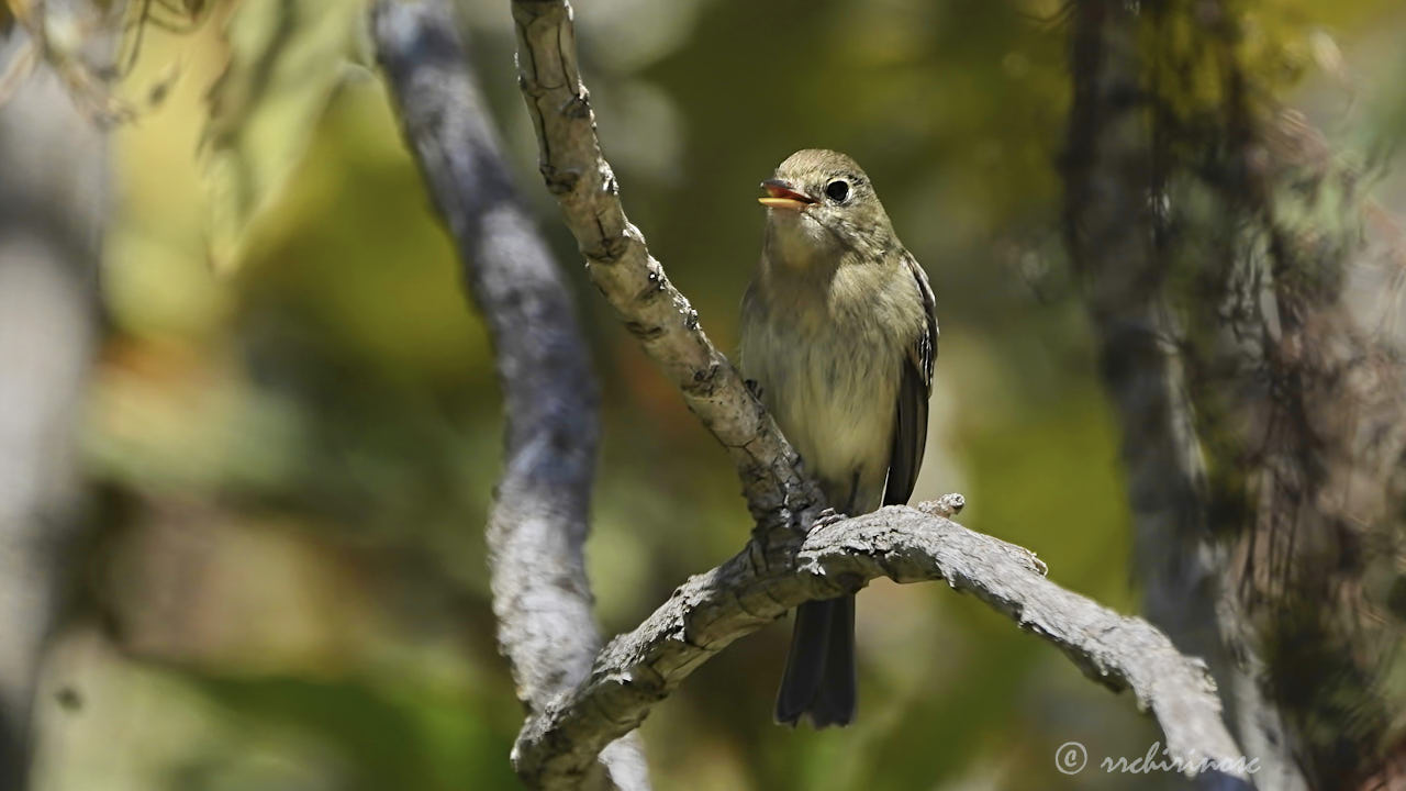 Western flycatcher