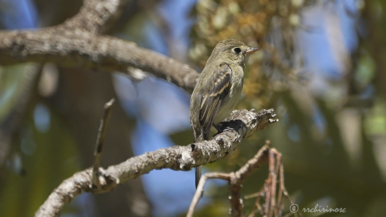 Western flycatcher