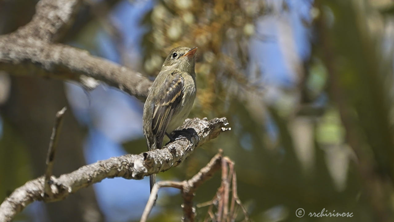 Western flycatcher