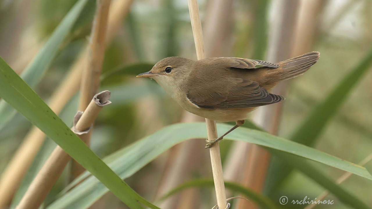 Savi's warbler