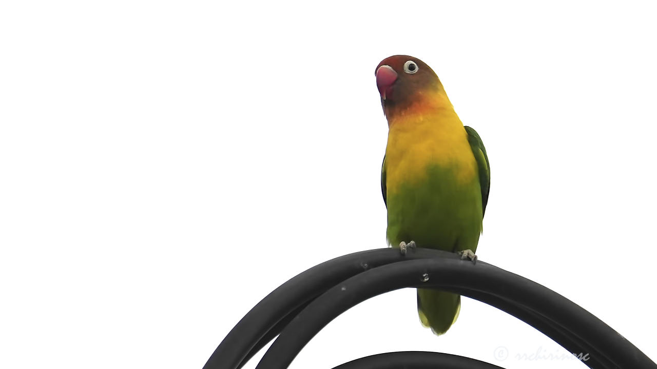 Yellow-collared lovebird