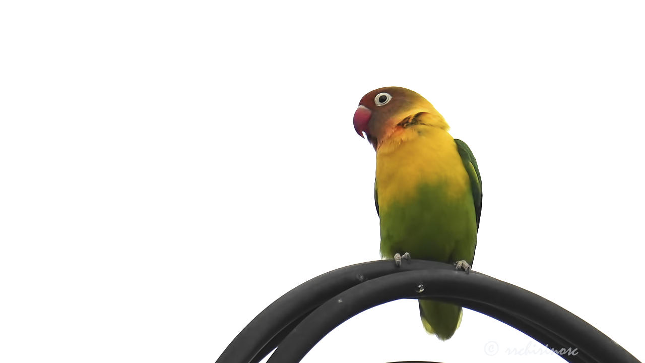 Yellow-collared lovebird