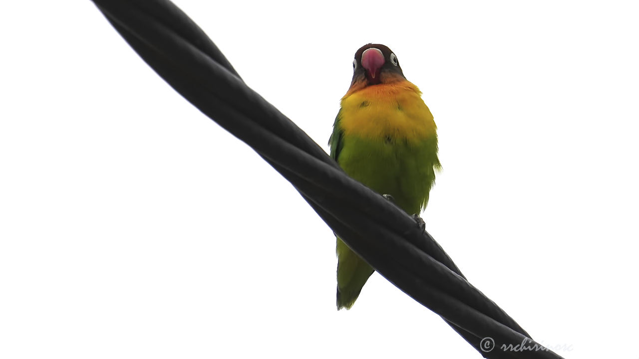 Yellow-collared lovebird