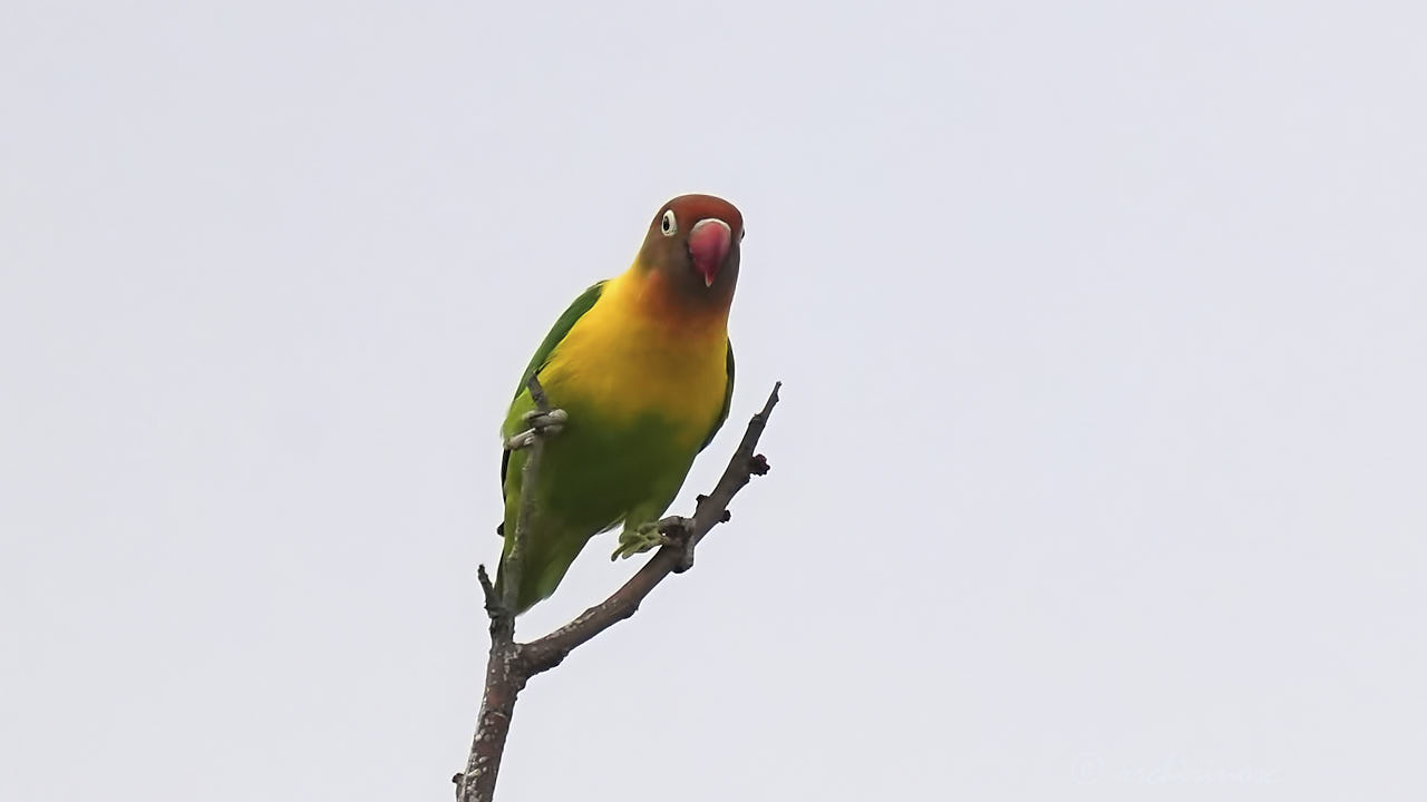 Yellow-collared lovebird