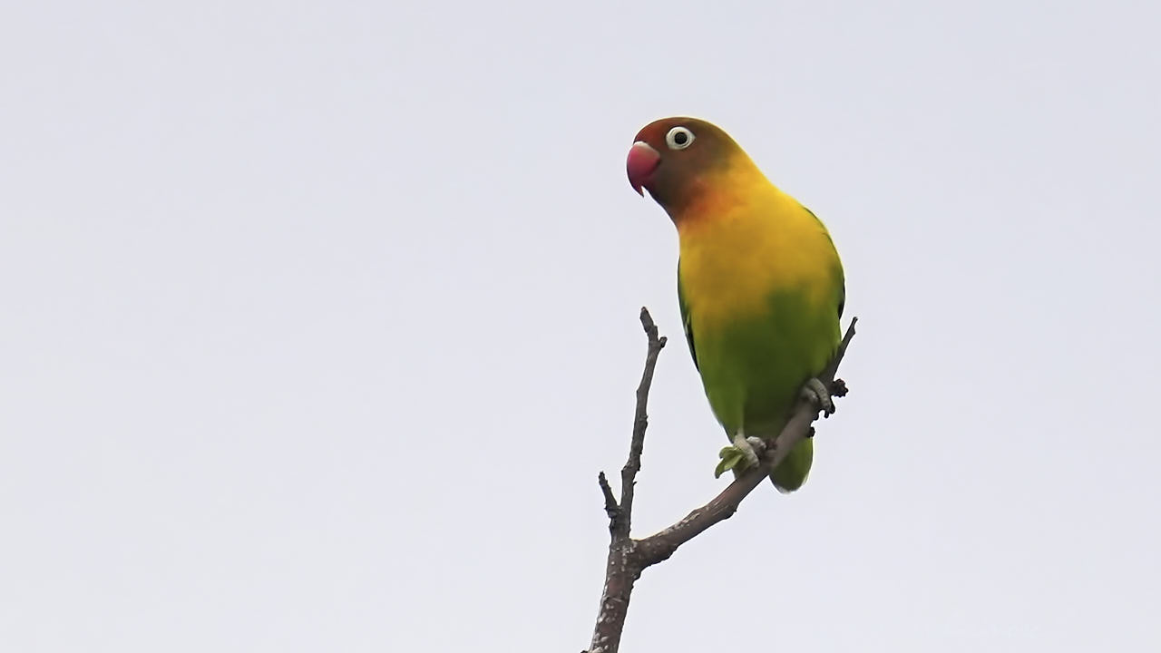 Yellow-collared lovebird