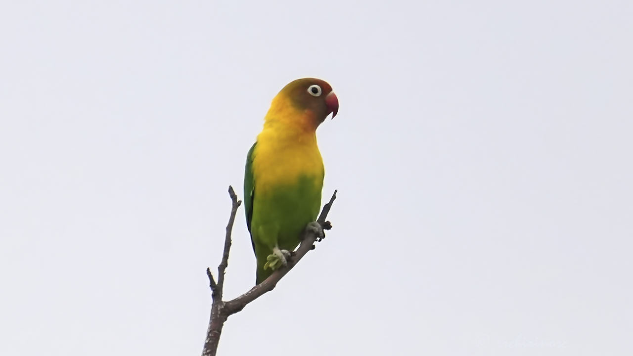 Yellow-collared lovebird