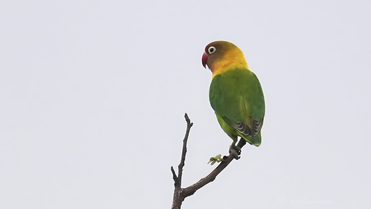 Yellow-collared lovebird