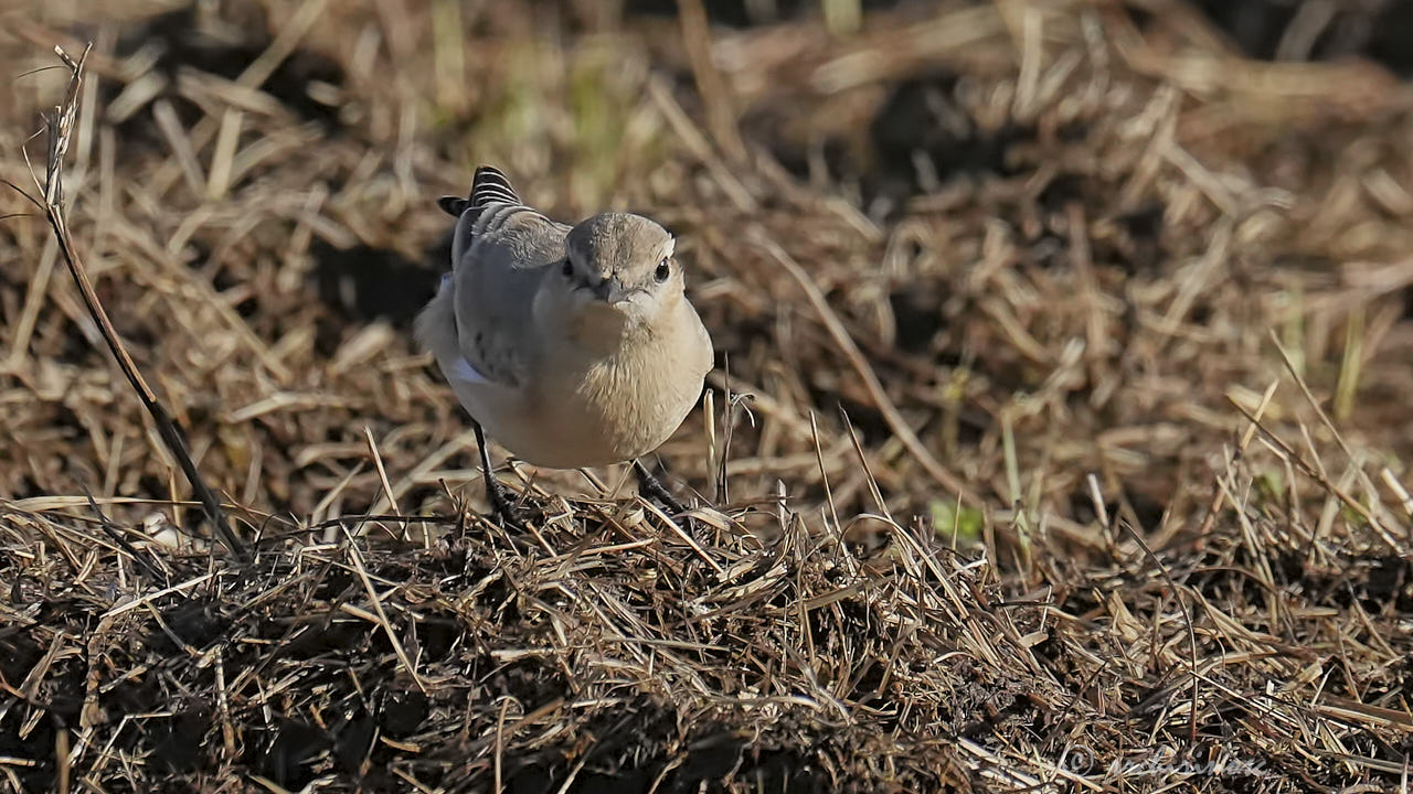 Isabelline wheatear