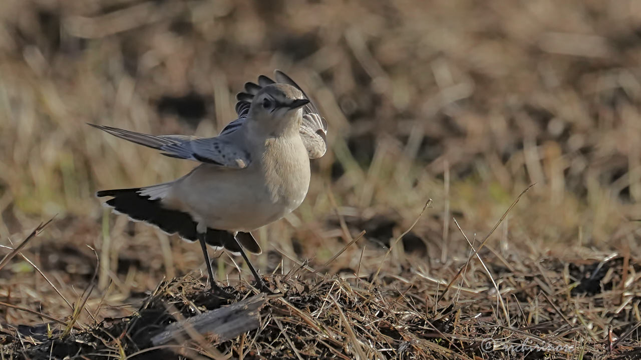 Isabelline wheatear