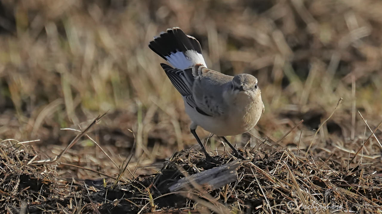 Isabelline wheatear