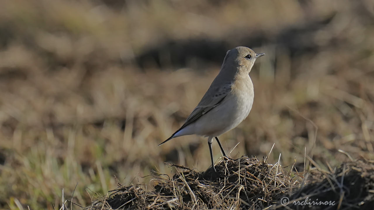 Isabelline wheatear