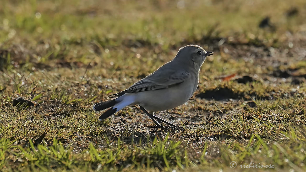 Isabelline wheatear