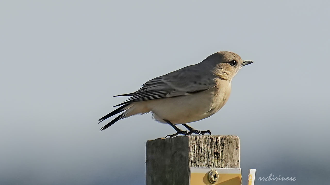 Isabelline wheatear