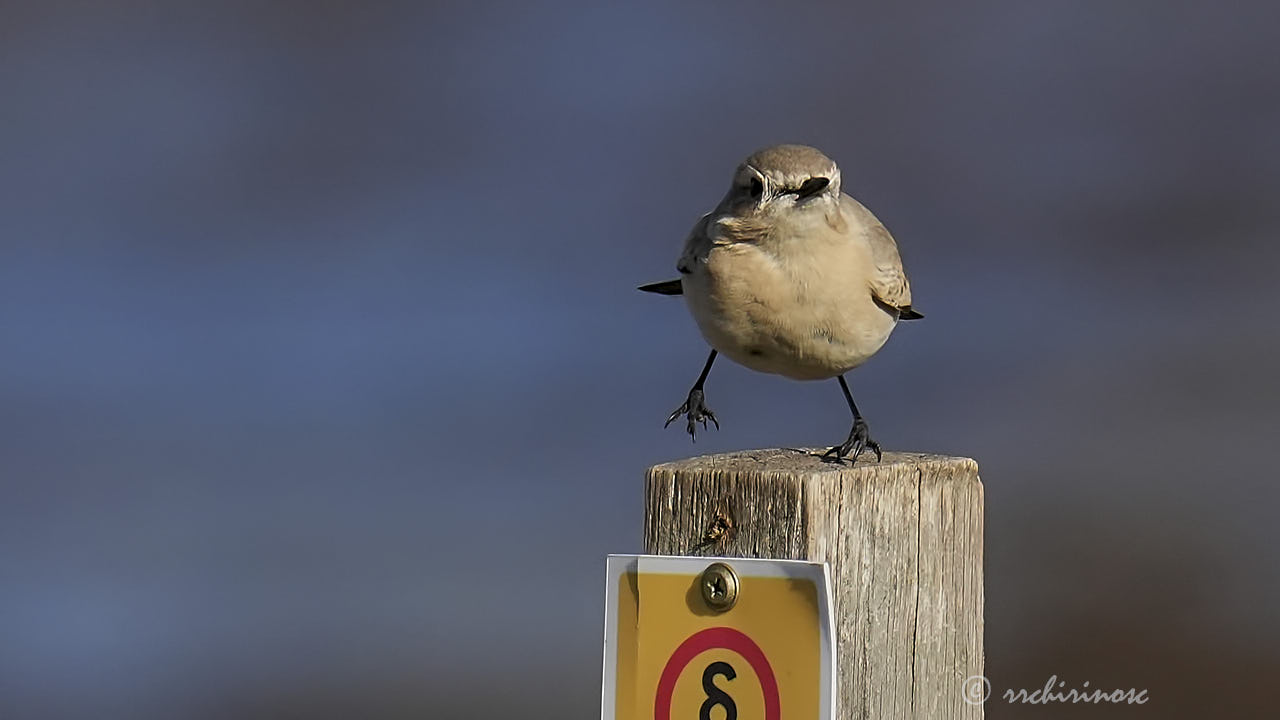 Isabelline wheatear