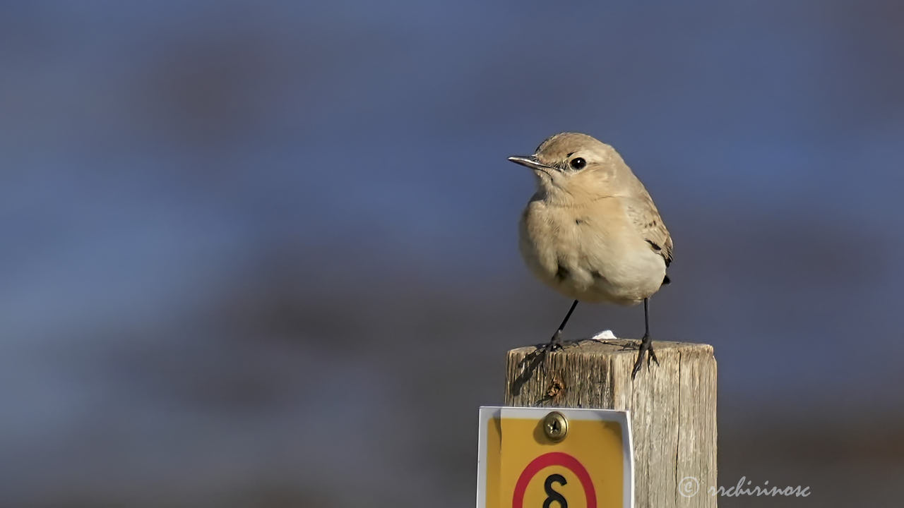 Isabelline wheatear