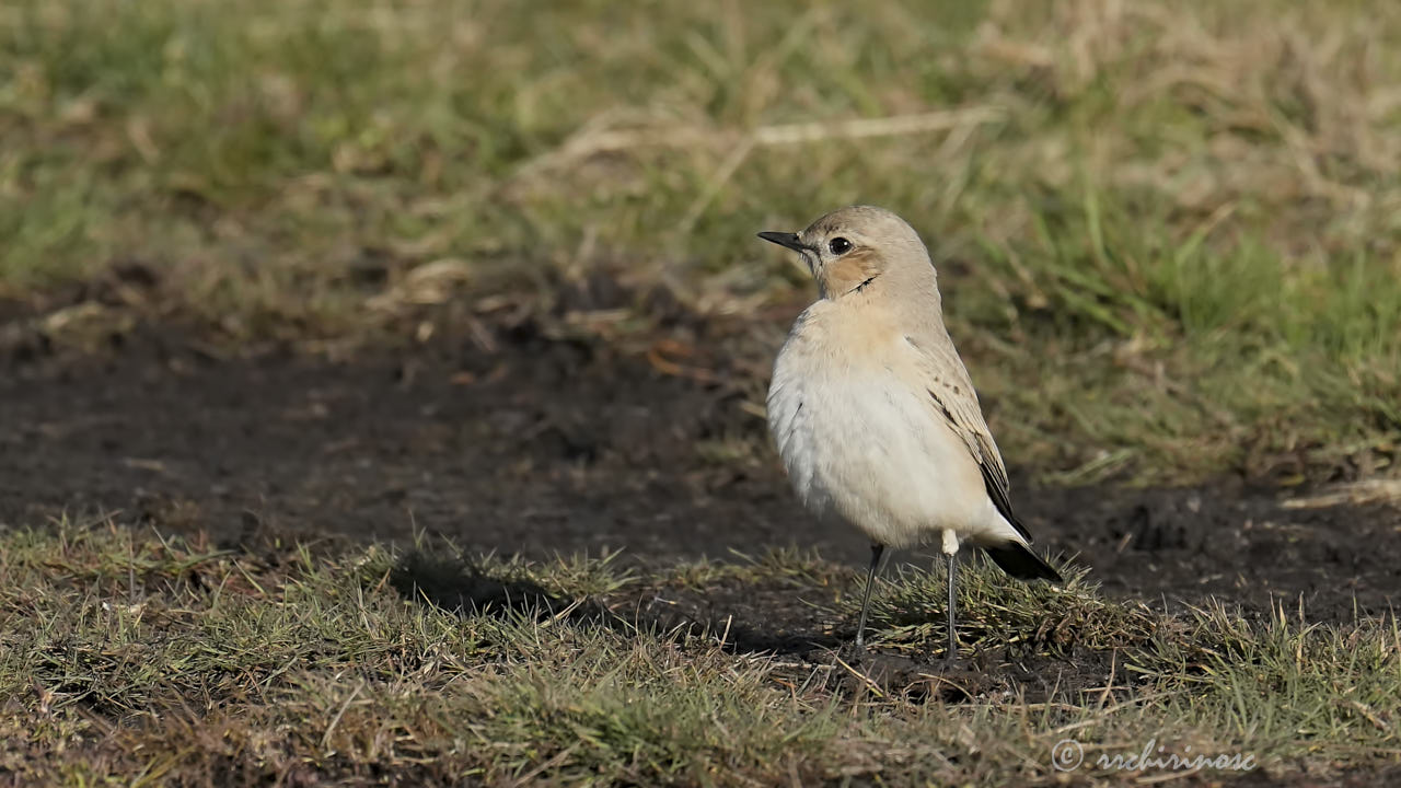 Isabelline wheatear