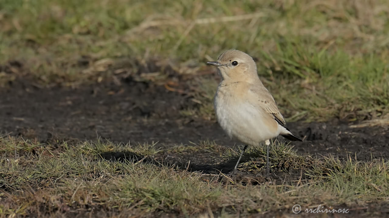 Isabelline wheatear