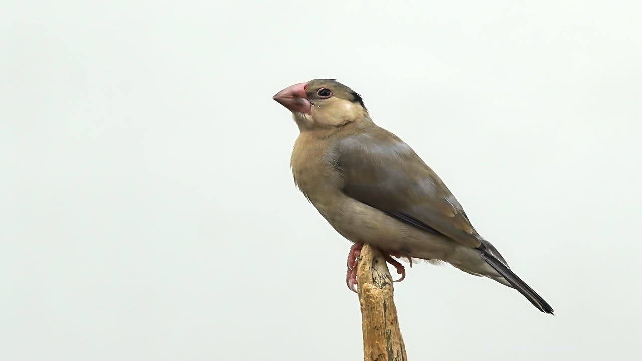 Java sparrow