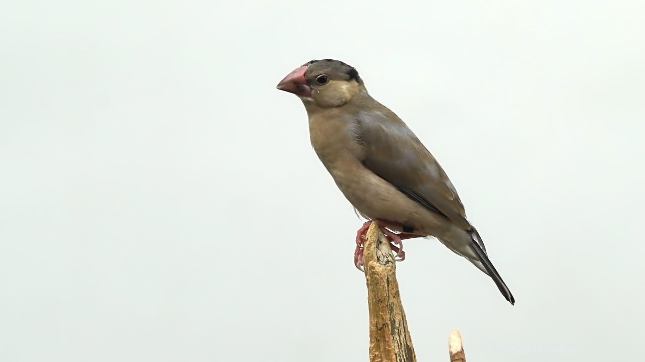 Java sparrow