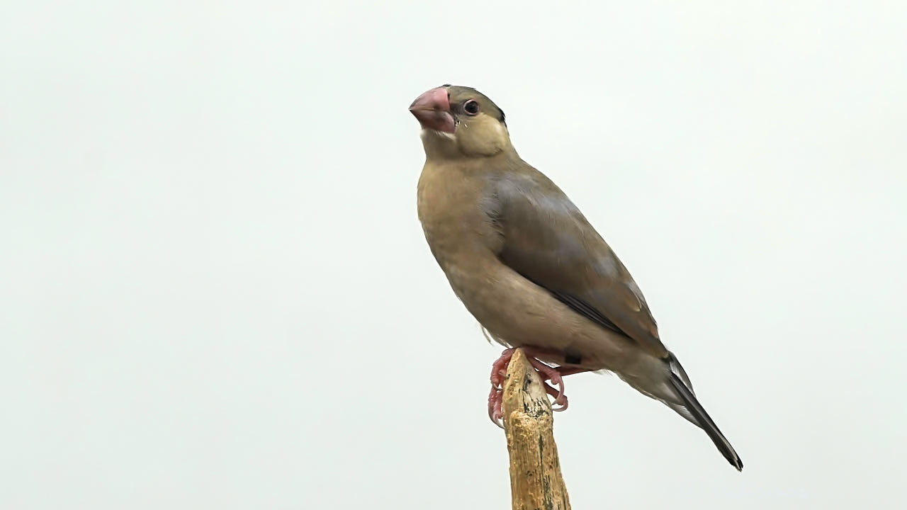 Java sparrow